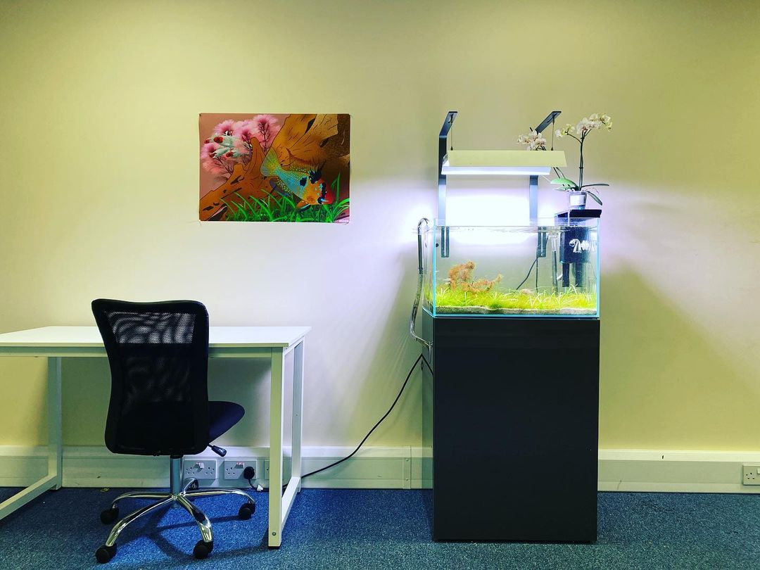 aquarium in the workplace