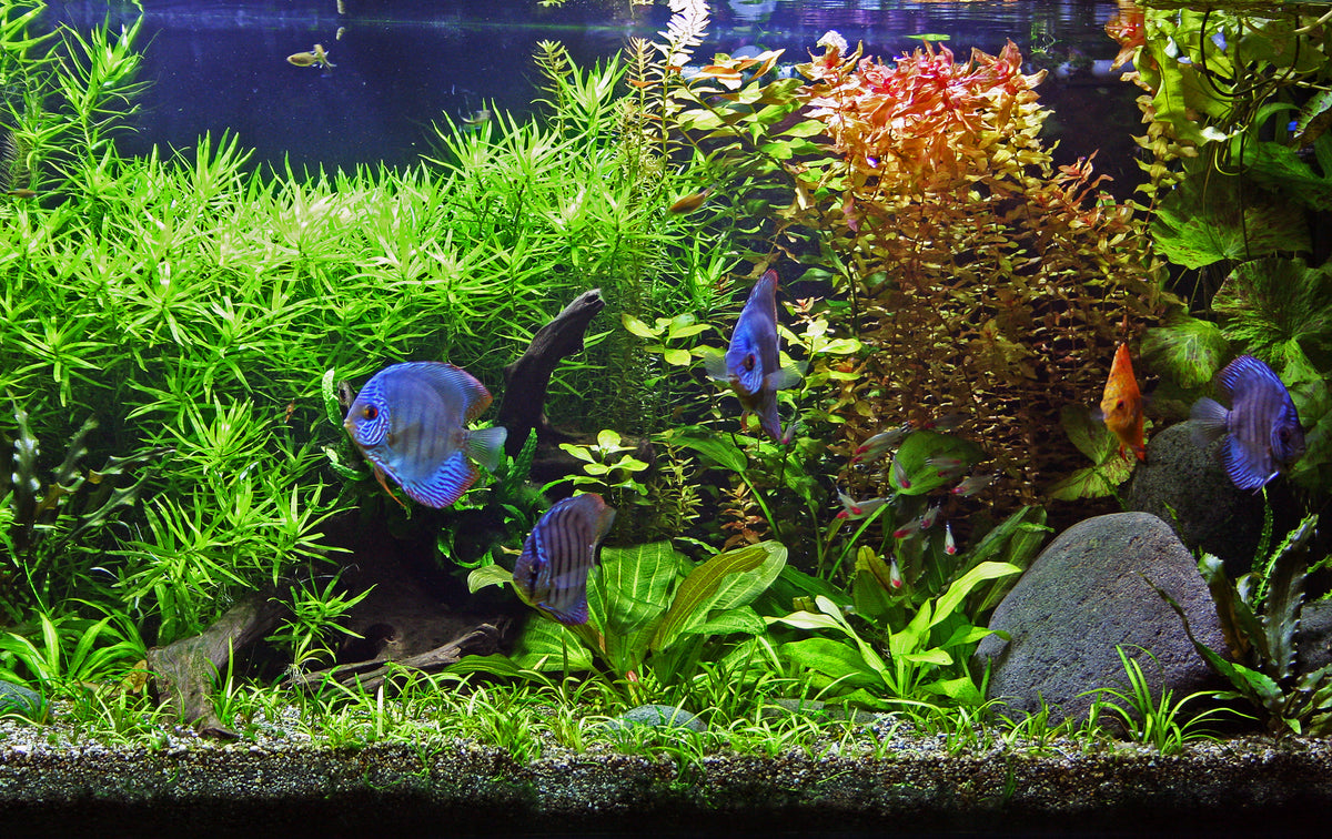 Influence of temperature on the embryonic and later development of fish