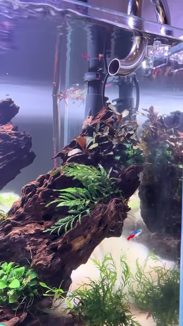 Instagram post by @aquascaping.passion