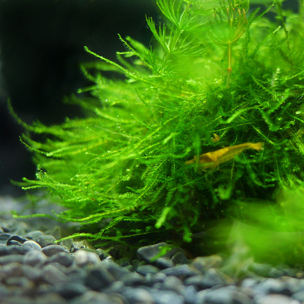 How to Set Up A Mossarium