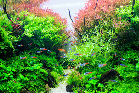 tetra fish