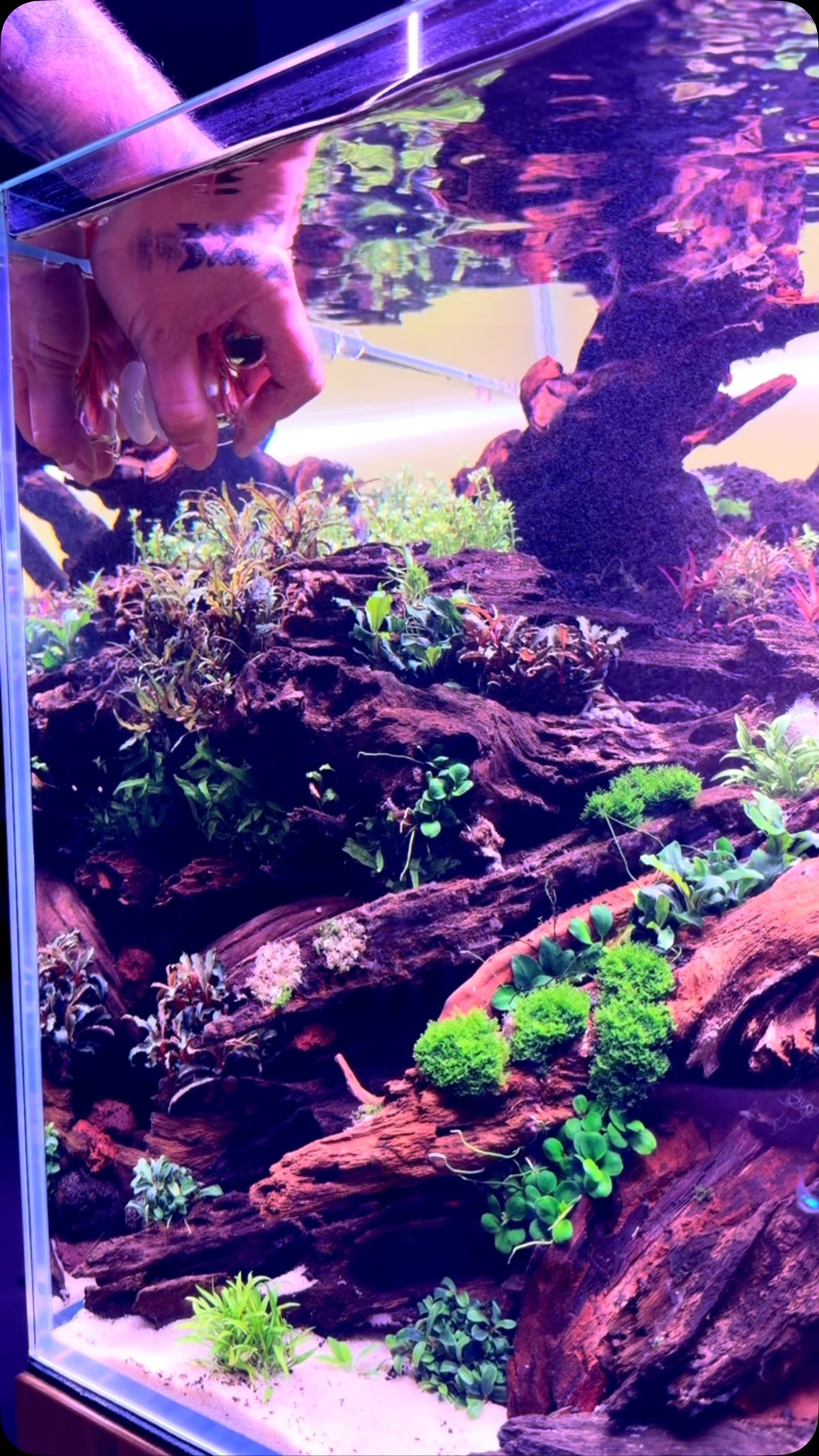 Instagram post by @aquascaping.passion