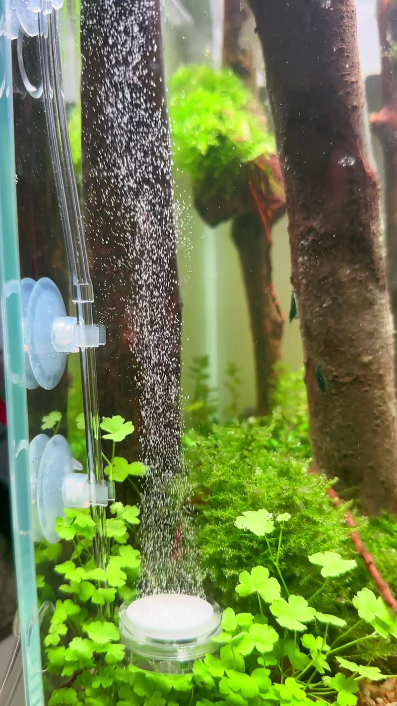 TikTok video by @aquascaping.passion